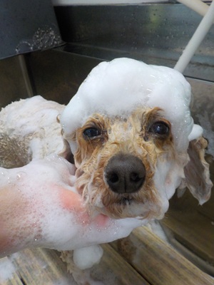 泡まみれ○o。.