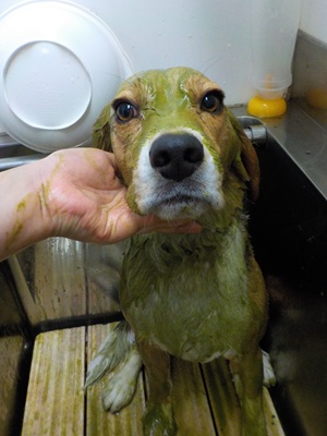 ハーブパック🌿