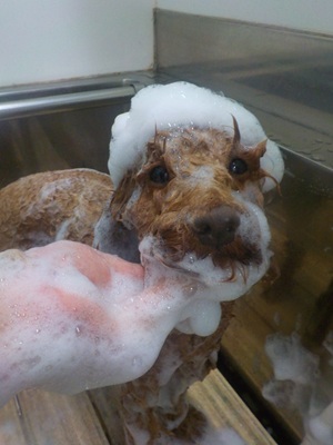 あわっあわ.。o○