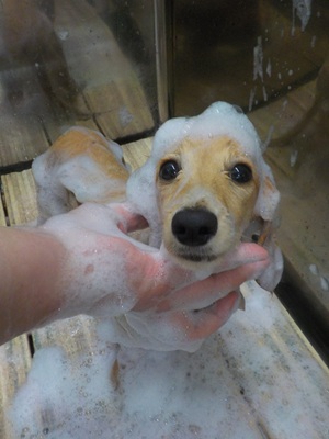 泡まみれ○o。.