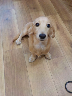 しゃんぷーでしゅか？