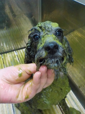 パックもするよ～🌿