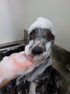 あわあわ.。o○