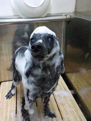 綺麗になりそう!!