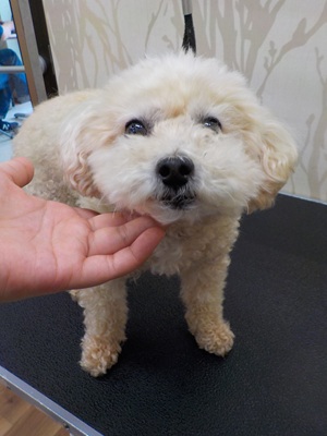 トリミングですよね・・