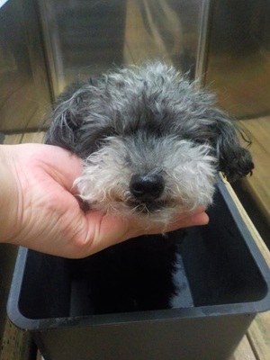 もしゃもしゃ～