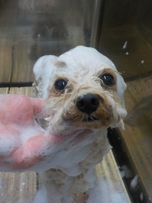 あわあわ.。o○