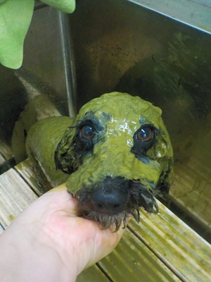 🌿パック中🌿