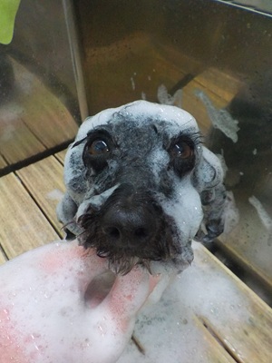 あわあわ.。o○