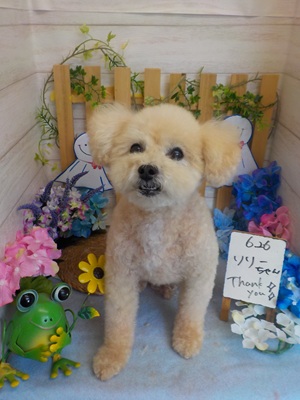 ふわふわになったよ