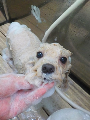 あわあわ.。o○