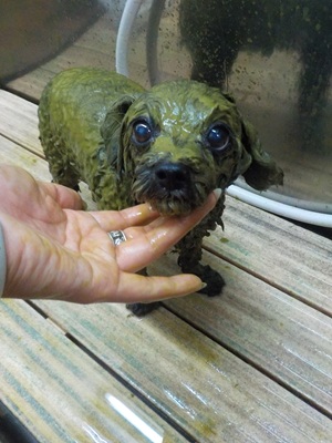 頭からつま先まで全身緑色!!!