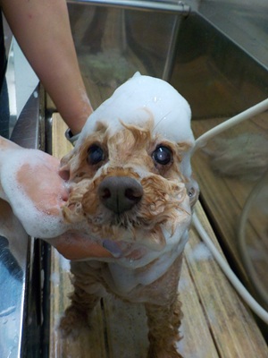 泡シャンプーいい感じ♪