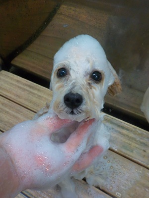 あわあわだ~○o。.