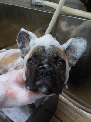 あわあわだ~○o。.