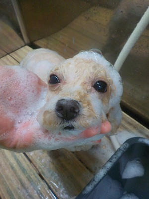 泡まみれ○o。.