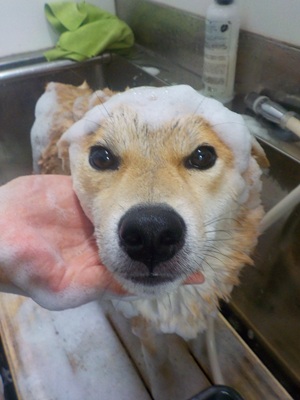 あわあわだ~○o。.