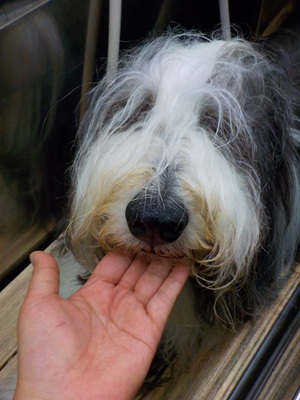 シャンプーか~…