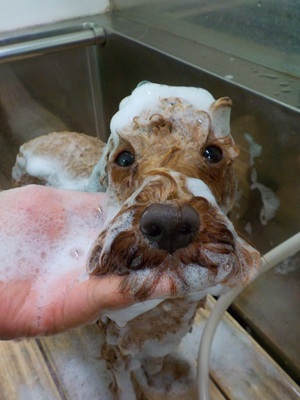 あわあわ.。o○