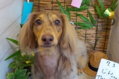 ふわふわになったよ♪