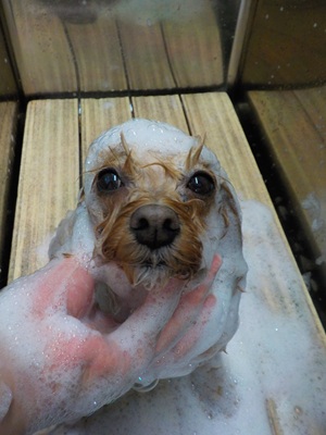 あわあわ.。o○