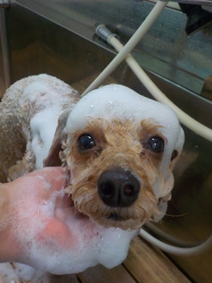 あわあわ.。o○