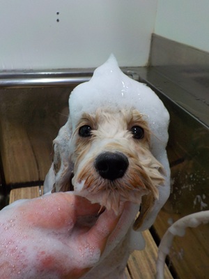 とんがり○o。.