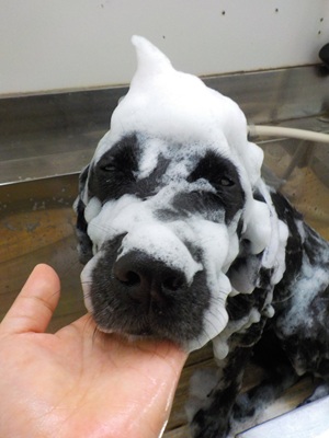 あわあわ.。o○