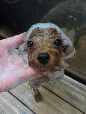 あわあわ.。o○