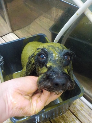 ハーブのパックいいよ~🌿