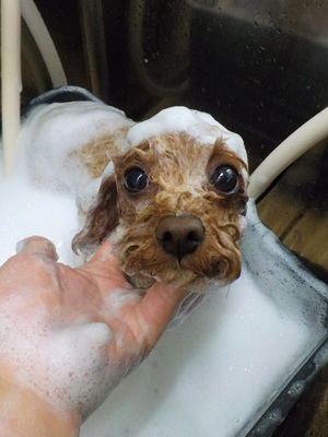 あわあわ.。o○