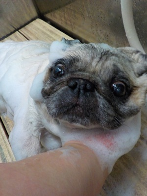 あわあわ.。o○