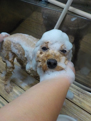 あわあっわ.。o○