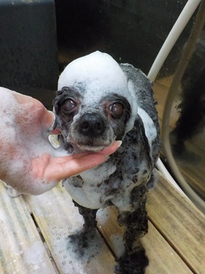 あわのせ～.。o○