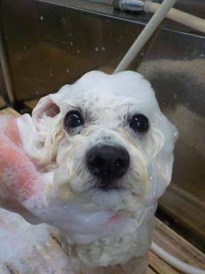 あわあわ.。o○