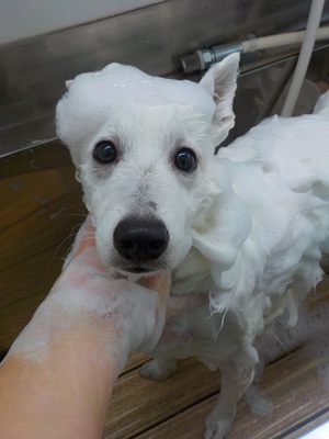 いい子にできるよ!