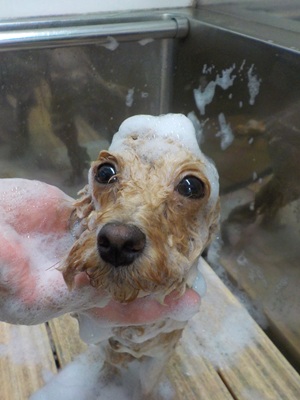 あわあわ.。o○