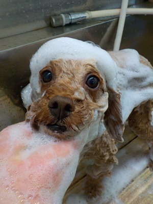 あわあわ.。o○