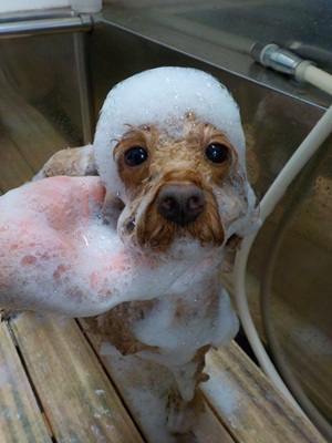 泡まみれ○o。.