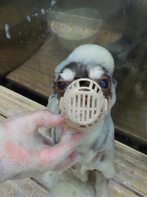 ほんのりみどり🌿🌿