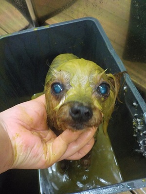 いつものパック🌿