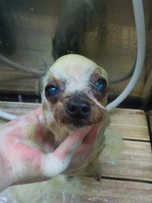 あわあわ.。o○