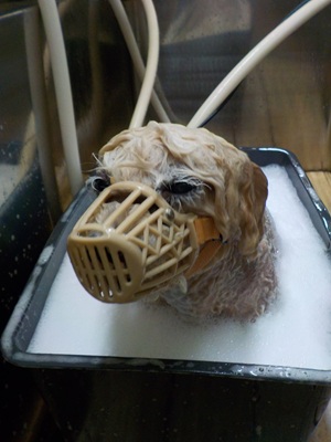 頑張ってます…