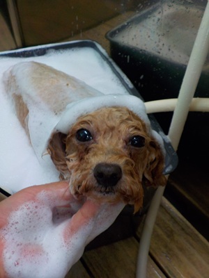 ぼくのばん~.。o○