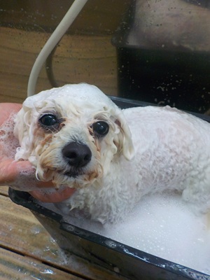 あわあわ.。o○