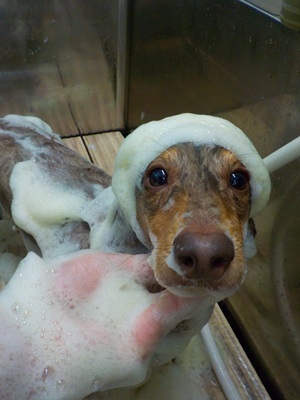 ハーブ泡.。o○