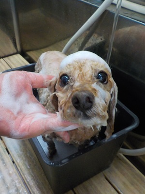 あわあわ.。o○