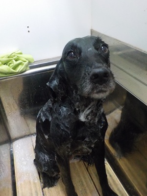 びちゃびちゃ🚿