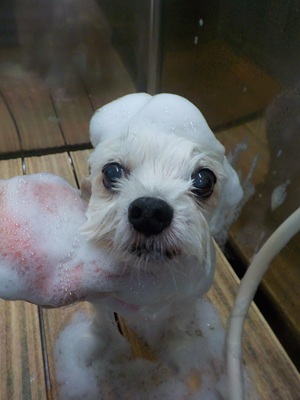 あわのせ~.。o○