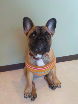 頑張ってます…